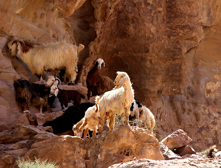 Flock of sheep- Dana to Petra Trek, Jordan