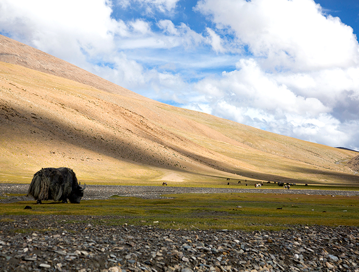 A yak at the base of Gyabarma la, Rumtse to Tsomoriri trek, Ladakh 