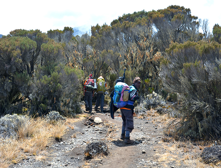 Guide on the moorland, Mt. Kilimanjaro-Lemosho Route