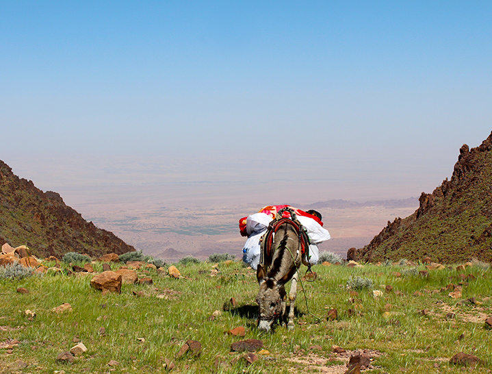 Marguza, donkey on the Dana to Petra trek, Jordan