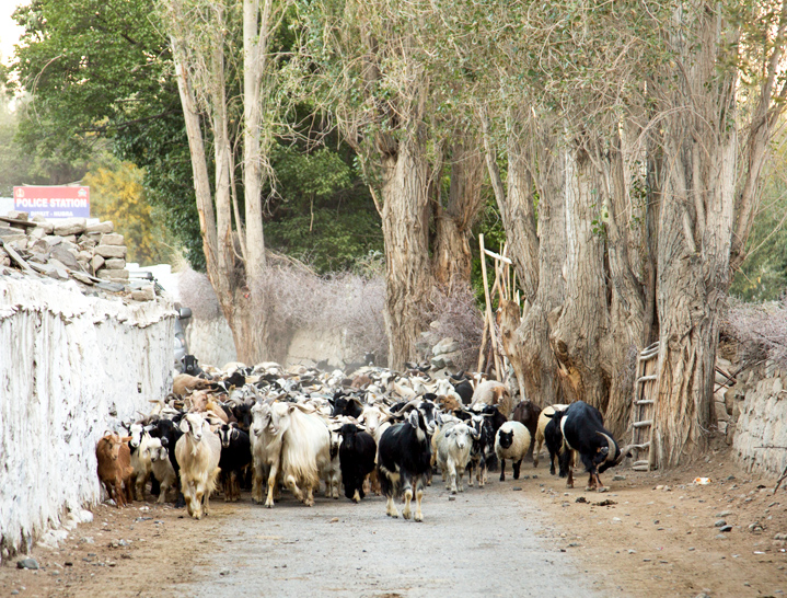 A herd of goats at Hunder, Nubra Valley, Ladakh