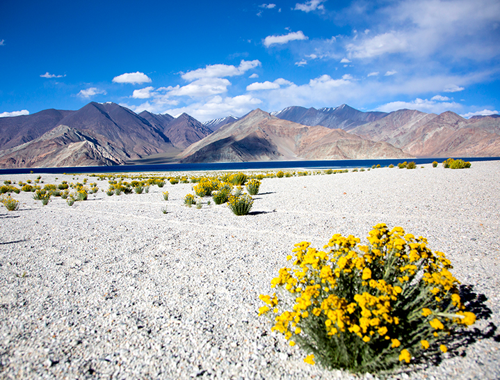 Pangong Tso, Ladakh