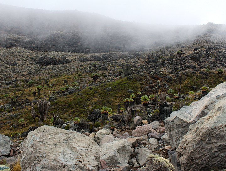 Trekking route, Mt. Kilimanjaro